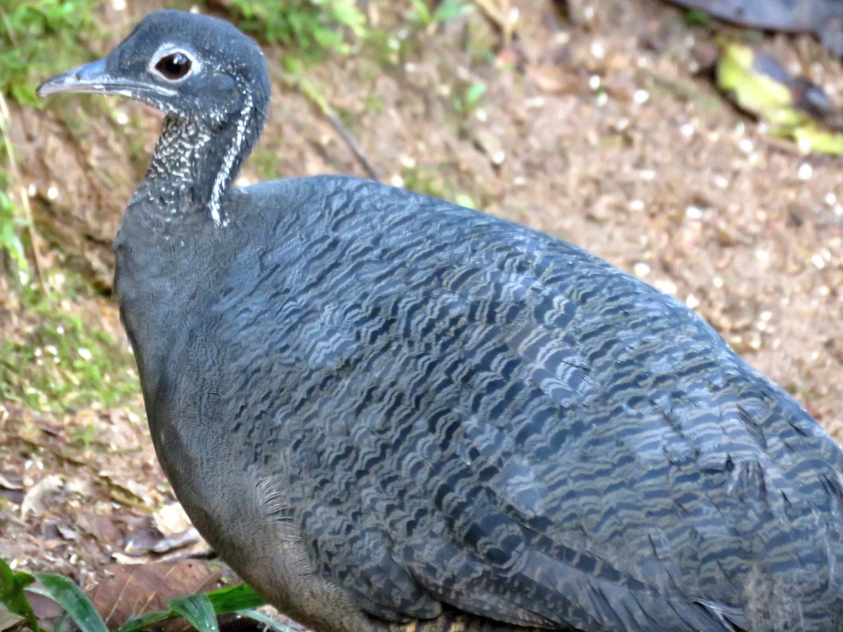 Gray Tinamou - ML35100561