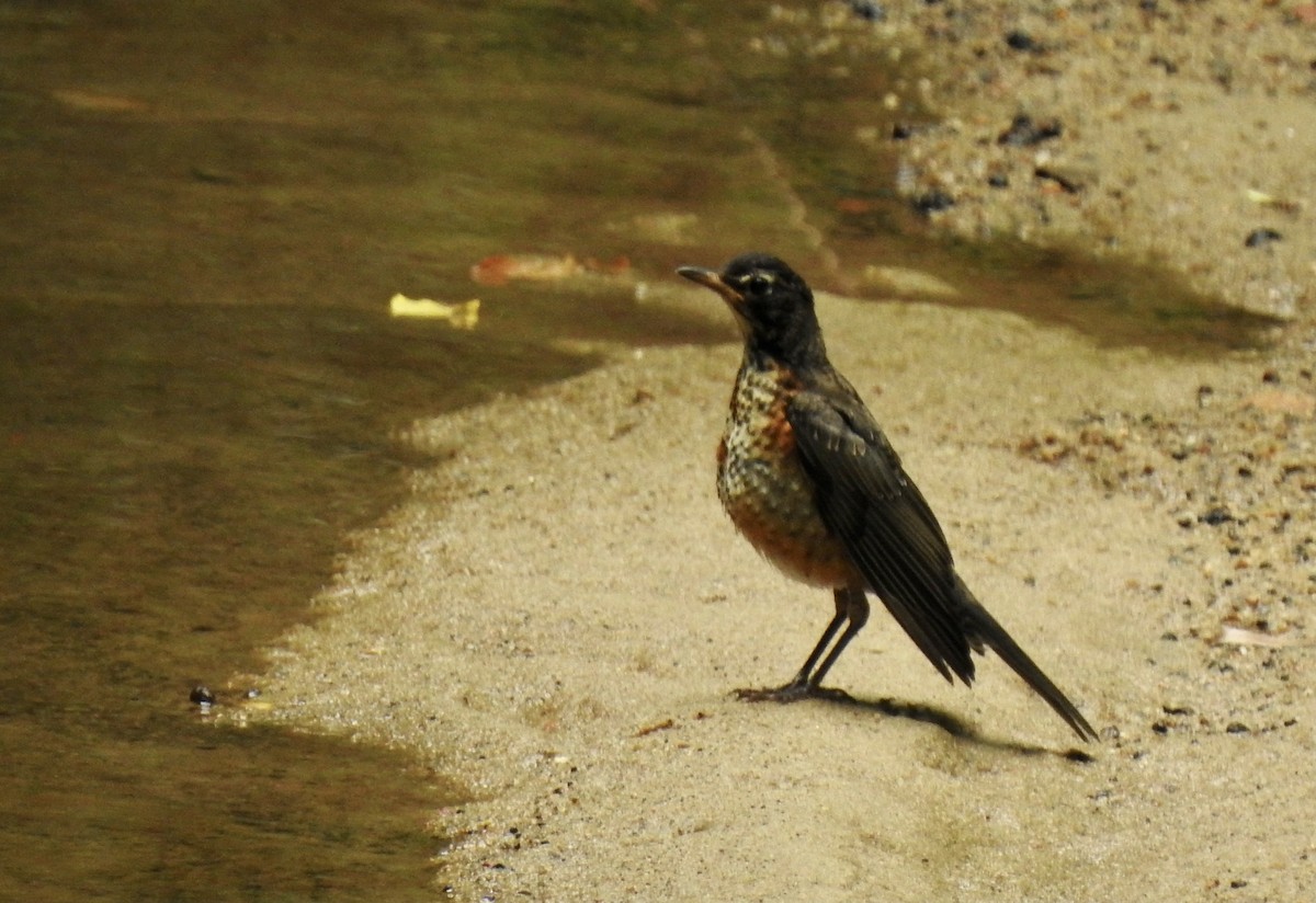 American Robin - Nan Dewire