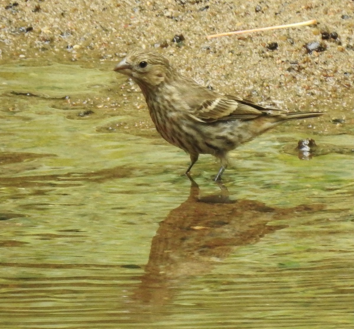 House Finch - ML351006071