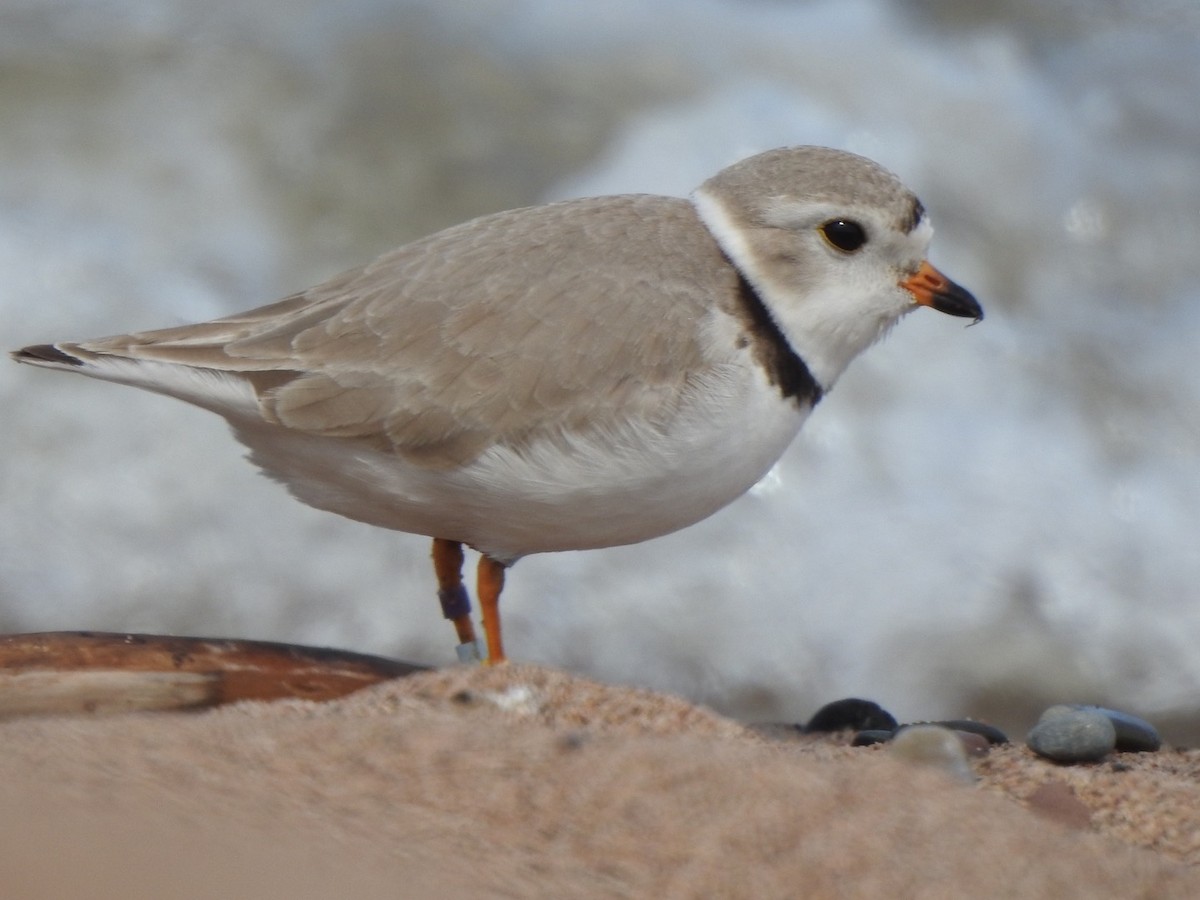 Piping Plover - Matthew Thompson