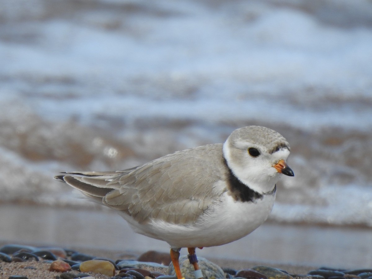 Piping Plover - Matthew Thompson