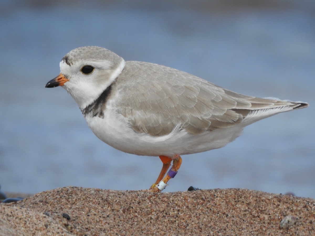 Piping Plover - Matthew Thompson