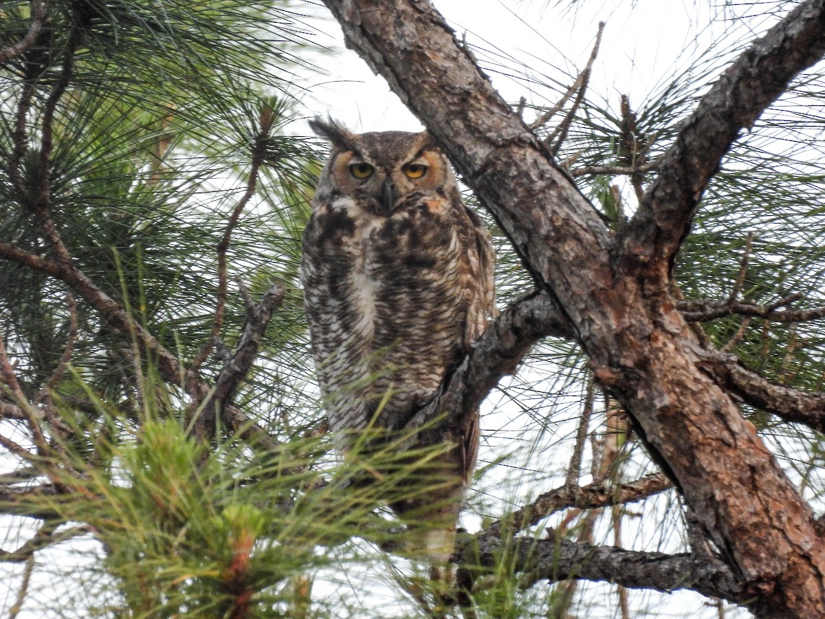 Great Horned Owl - ML351011451