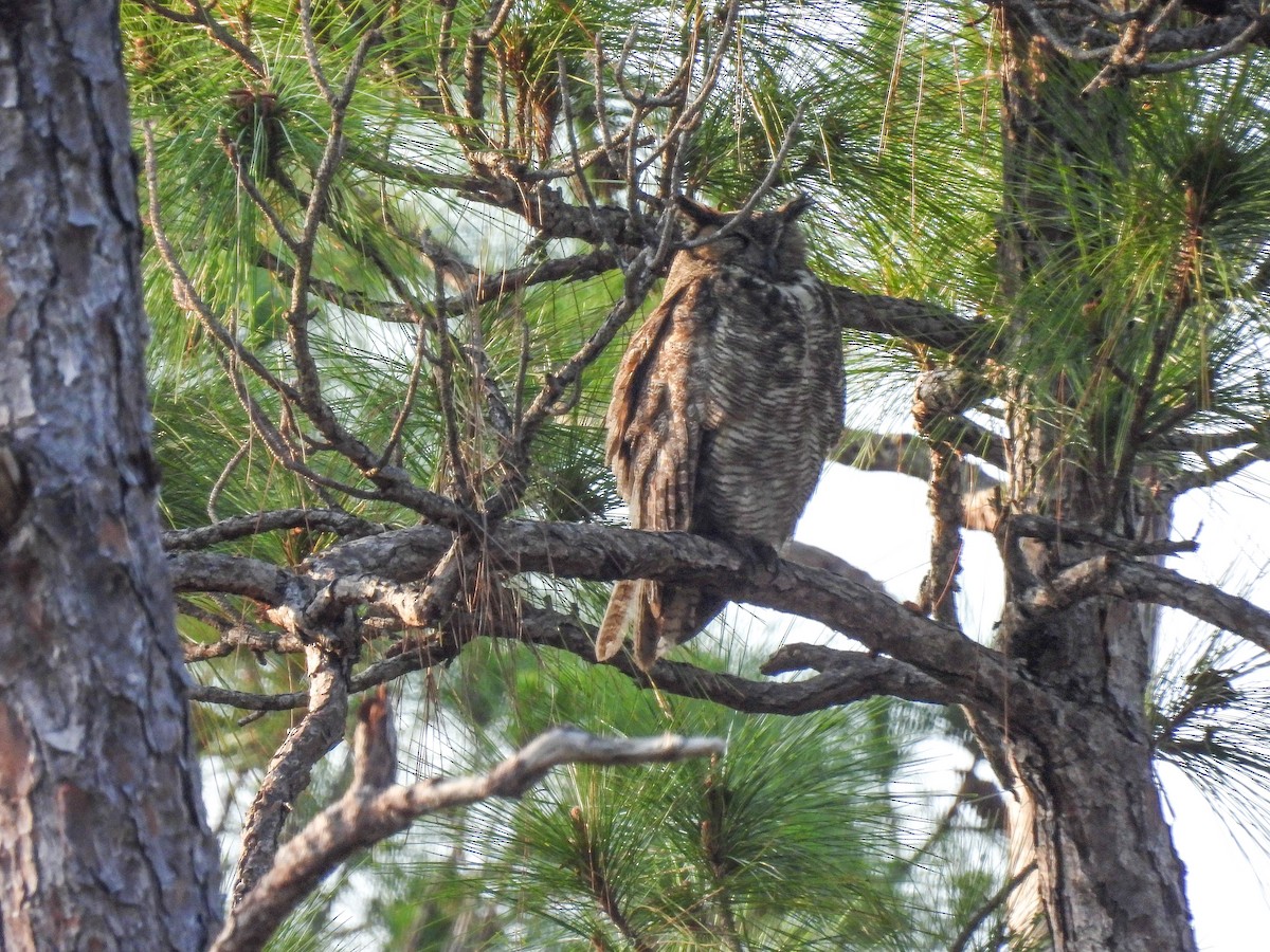 Great Horned Owl - ML351011991