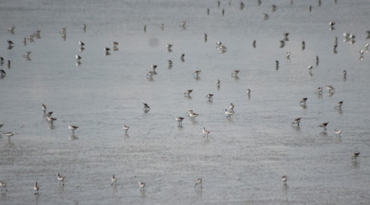 Wilson's Phalarope - ML35101251