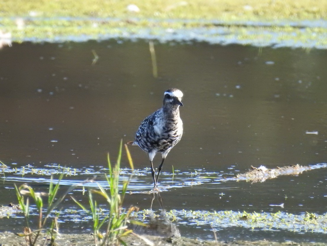 American Golden-Plover - Kristin Walker