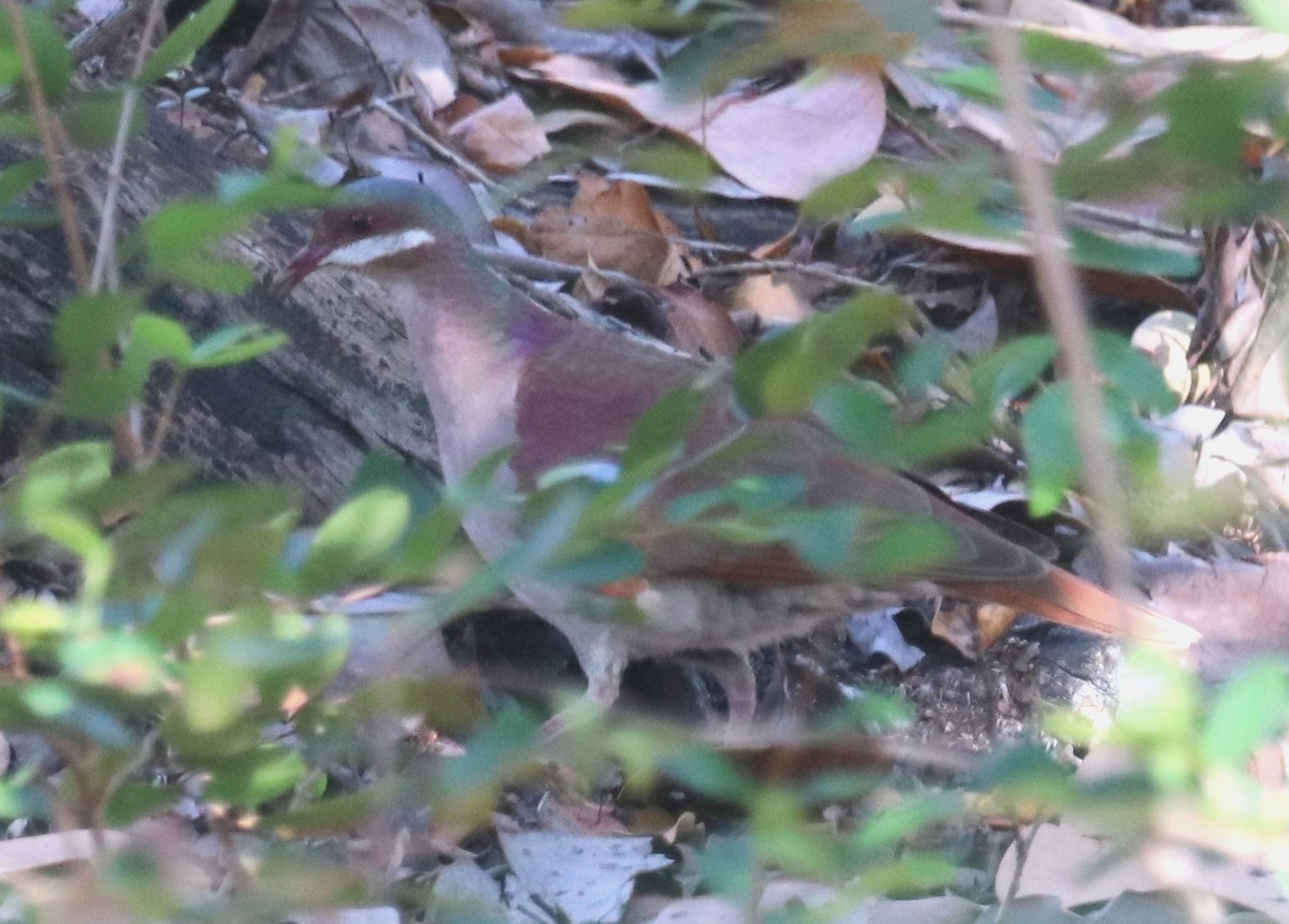 Key West Quail-Dove - ML351014211