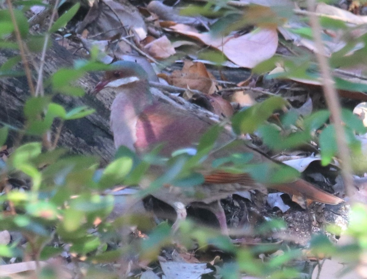 Key West Quail-Dove - ML351014761