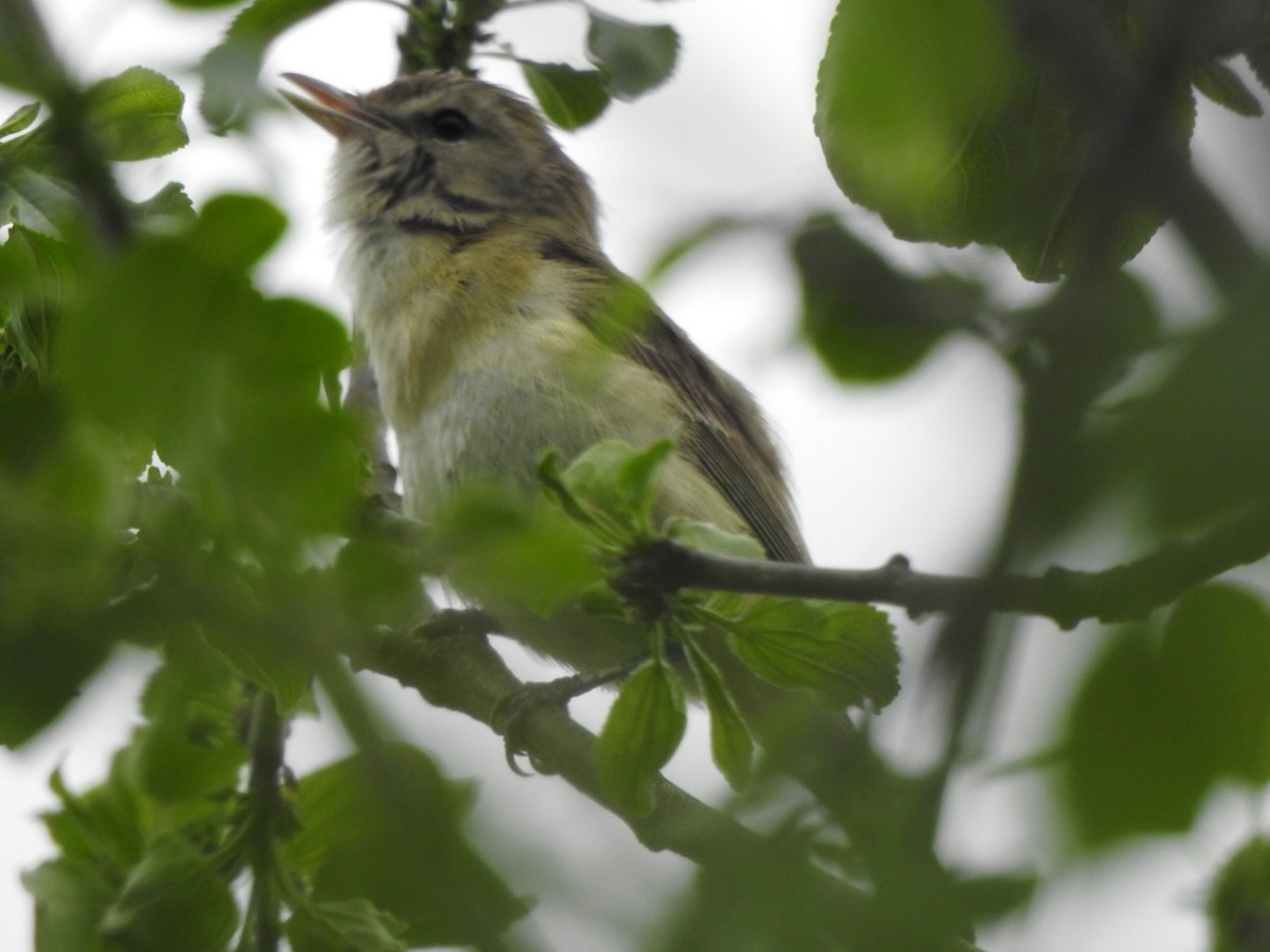 Bell's Vireo - ML351015071