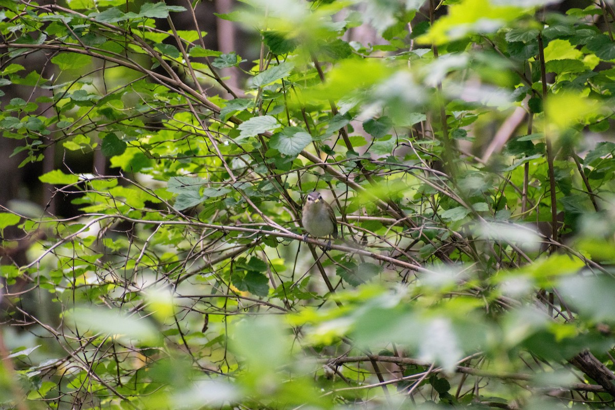 Red-eyed Vireo - Jacob McNeil