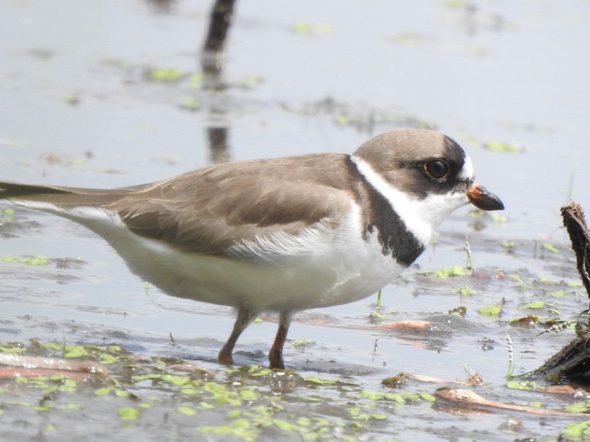 Semipalmated Plover - ML351017591