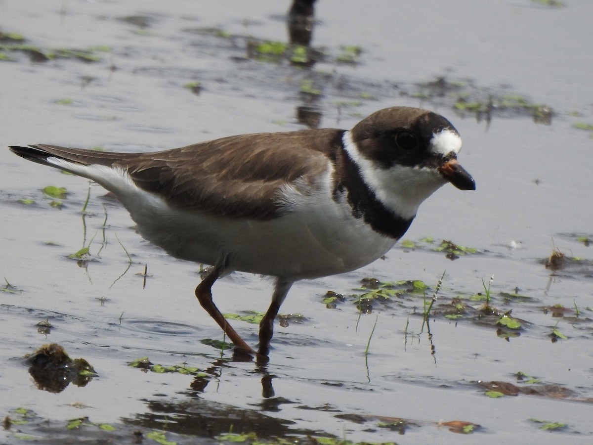 Semipalmated Plover - ML351017601