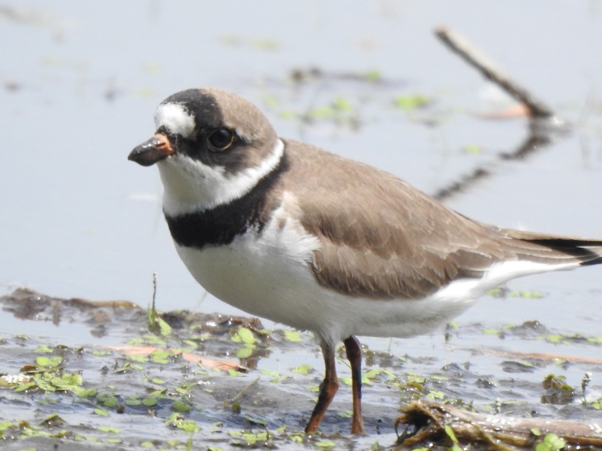Semipalmated Plover - ML351017611