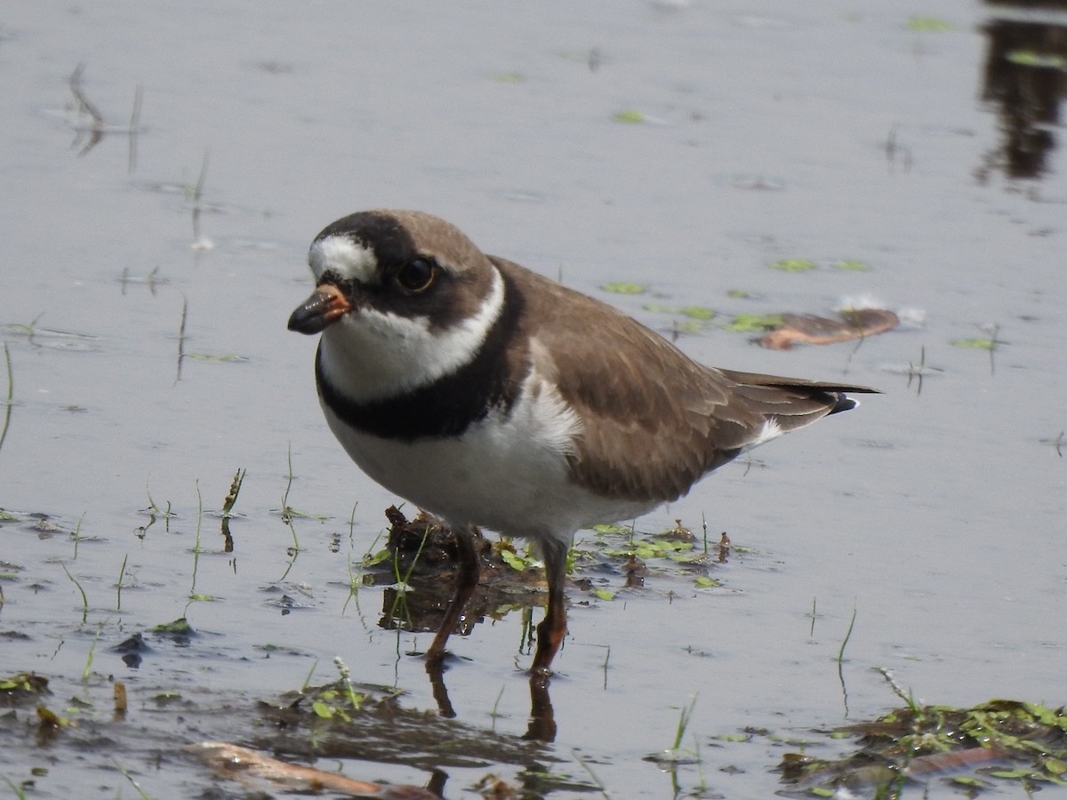 Semipalmated Plover - ML351017621