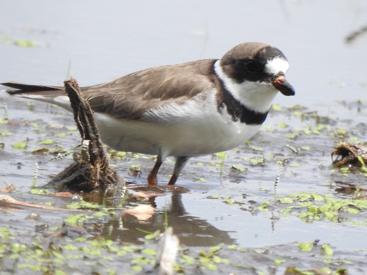Semipalmated Plover - ML351017641