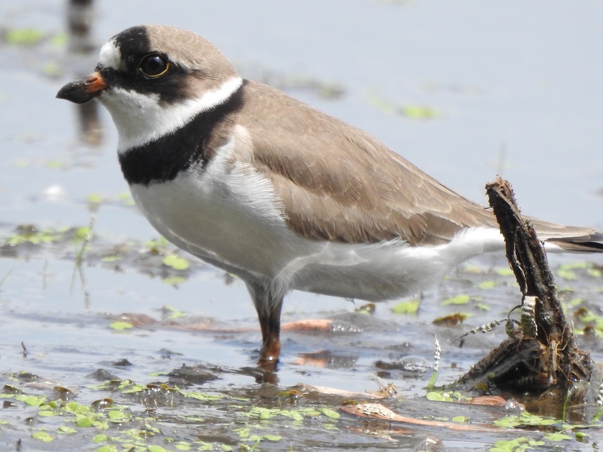 Semipalmated Plover - ML351017671