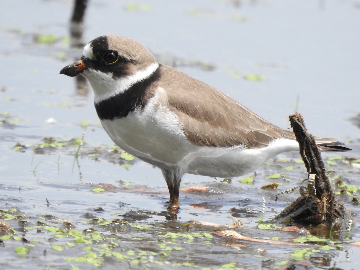 Semipalmated Plover - ML351017681