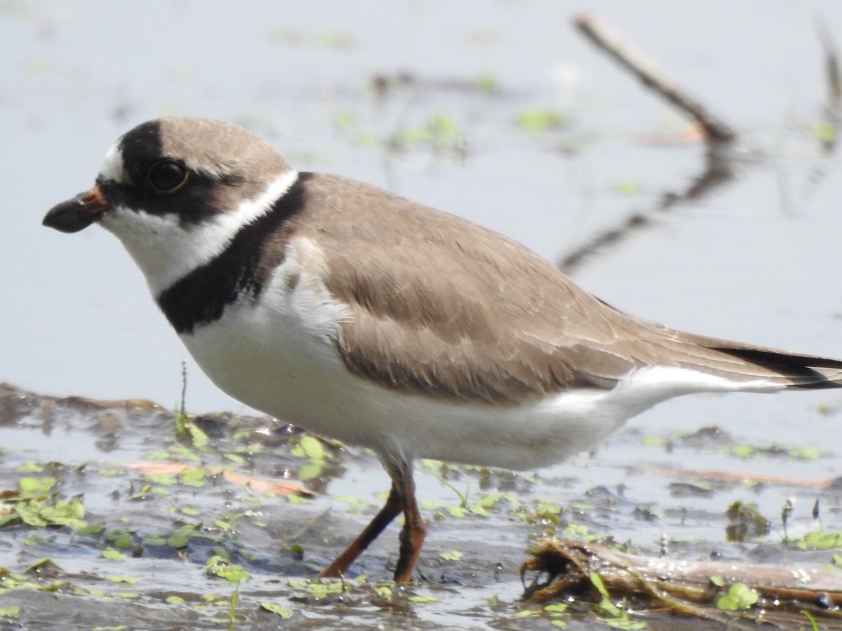 Semipalmated Plover - ML351017691