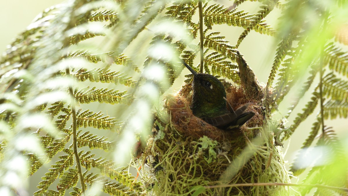 Little Sunangel - Miguel Aguilar @birdnomad