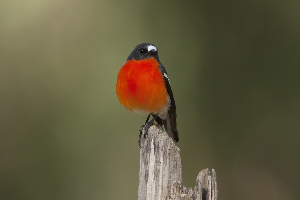 Flame Robin - ML351018581