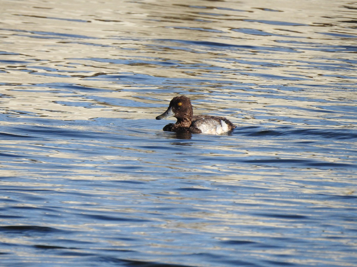 Lesser Scaup - Luke Laborde