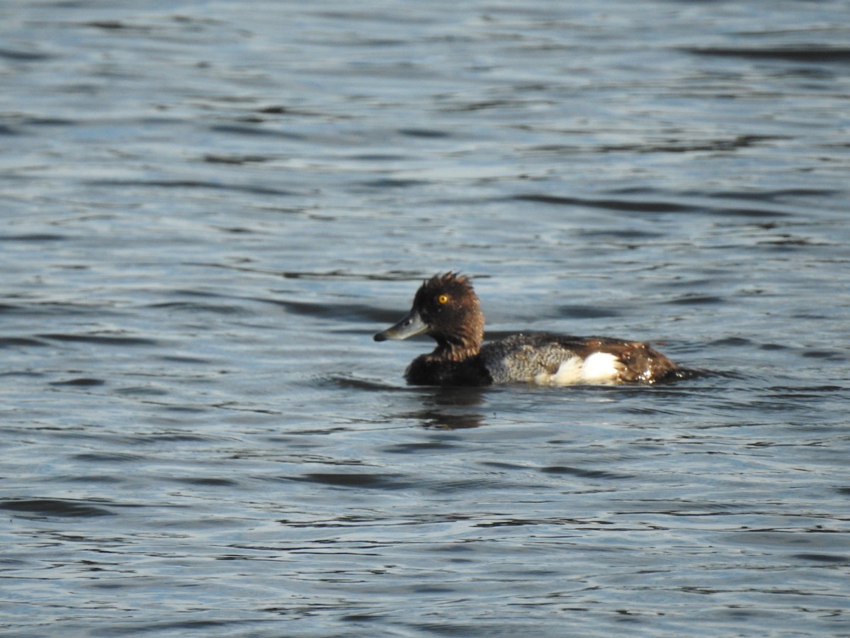 Lesser Scaup - ML351019721