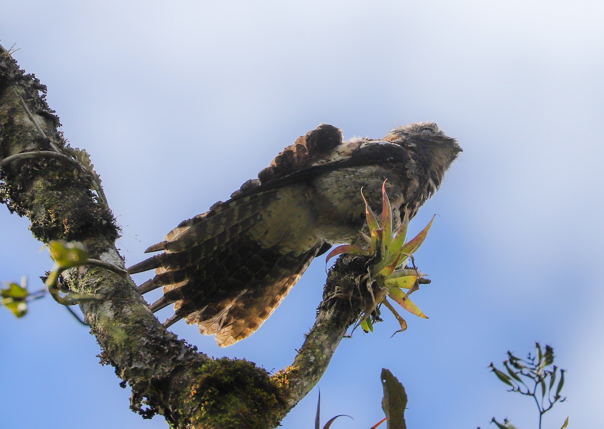 Andean Potoo - Carlos Roberto Chavarria