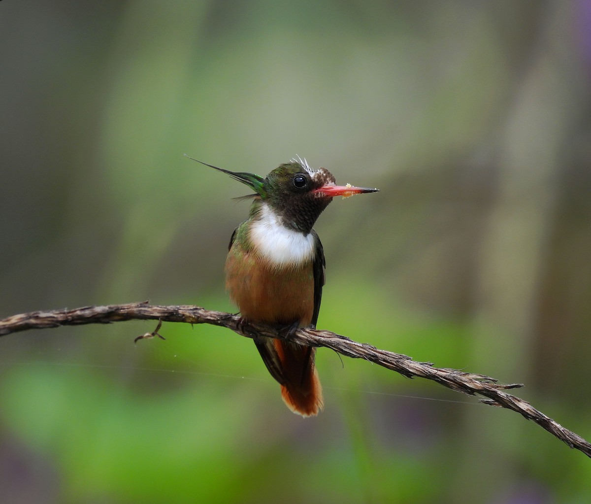 White-crested Coquette - ML351020201