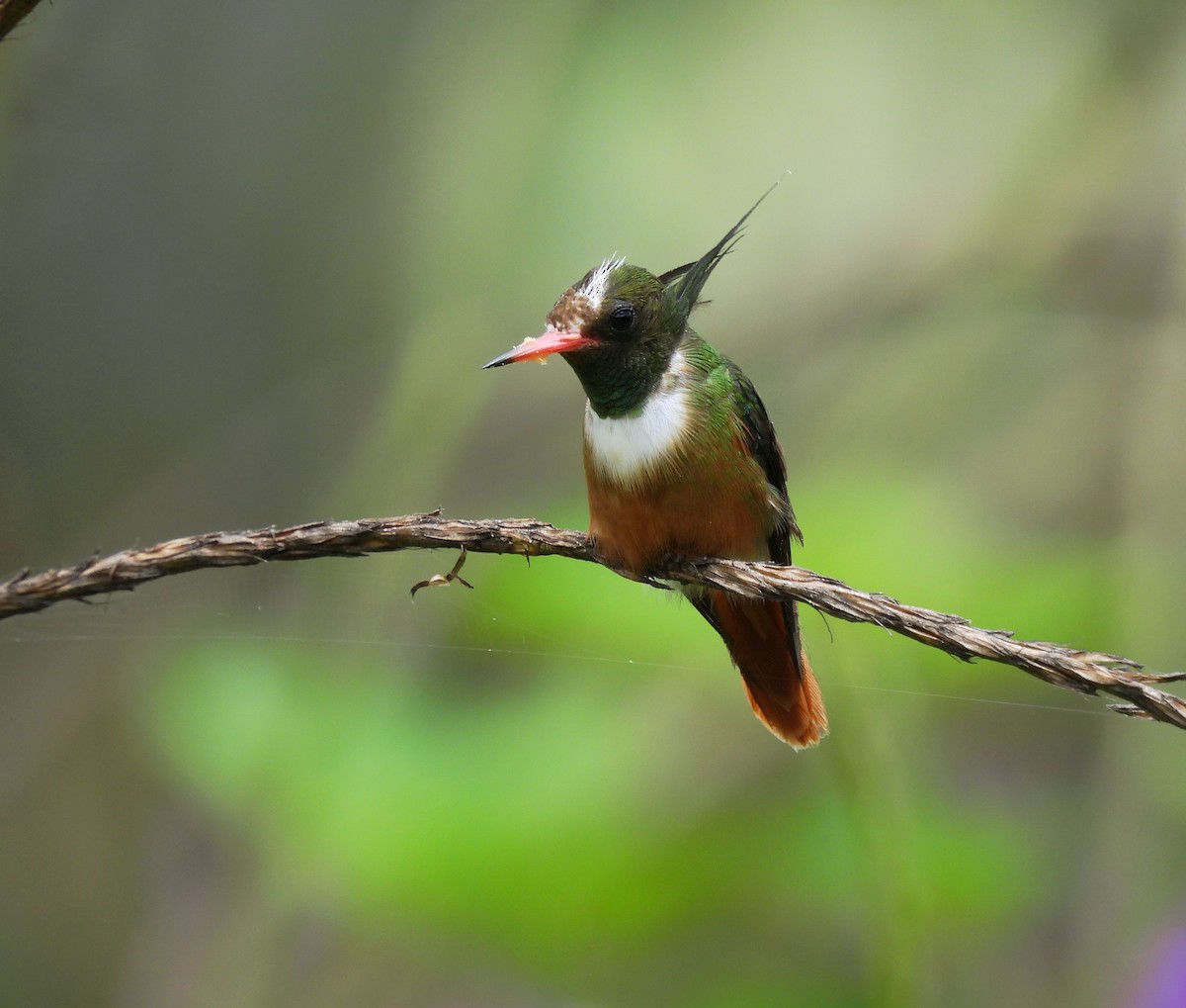 White-crested Coquette - ML351020241