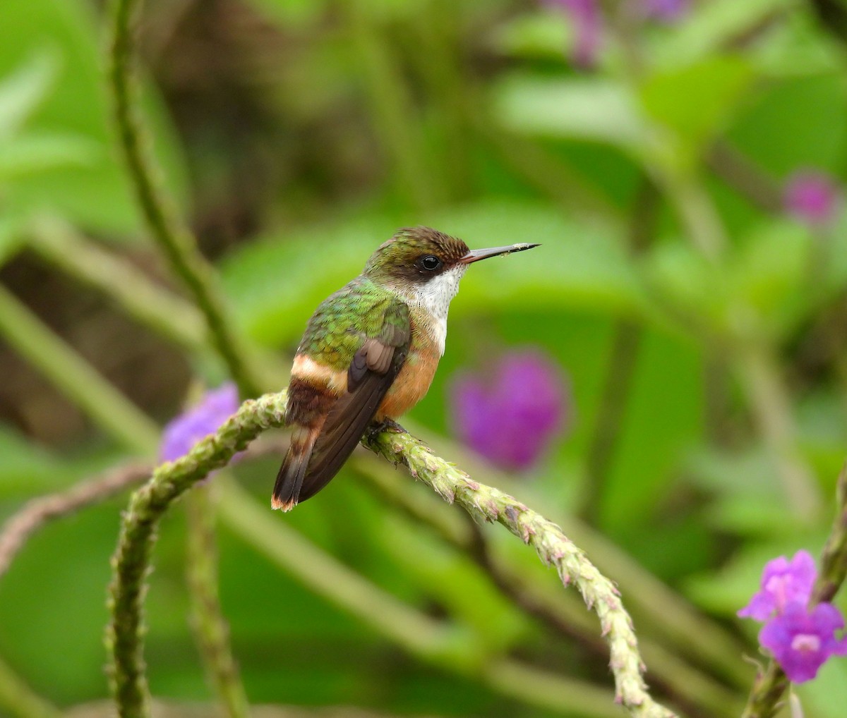 White-crested Coquette - ML351020311