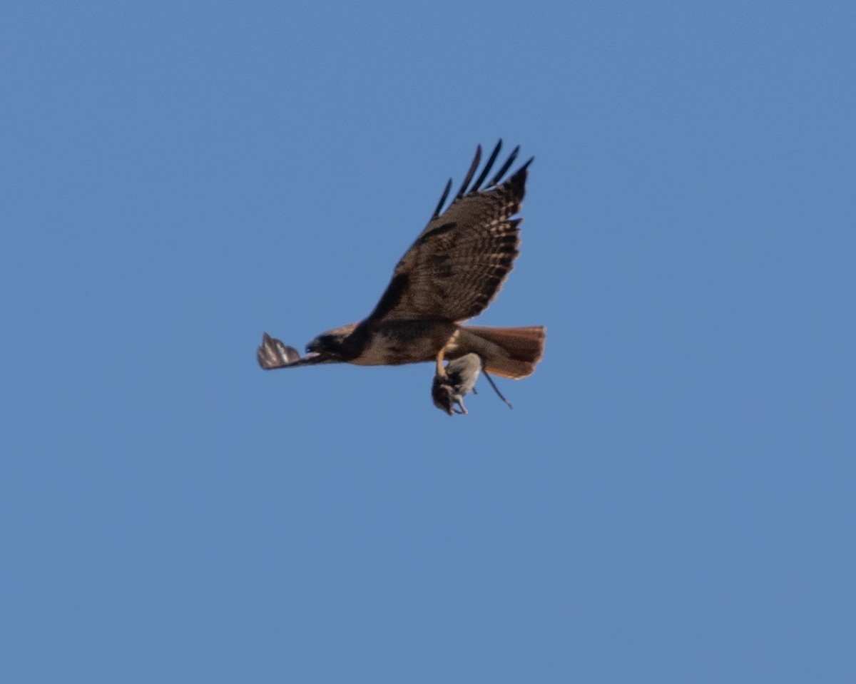 Red-tailed Hawk - ML351021141