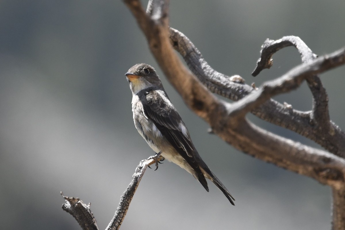 Olive-sided Flycatcher - ML351023251