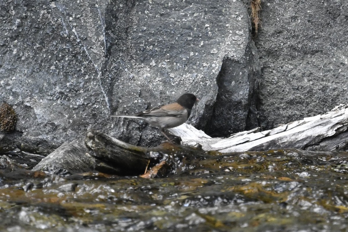 Dark-eyed Junco - ML351024141