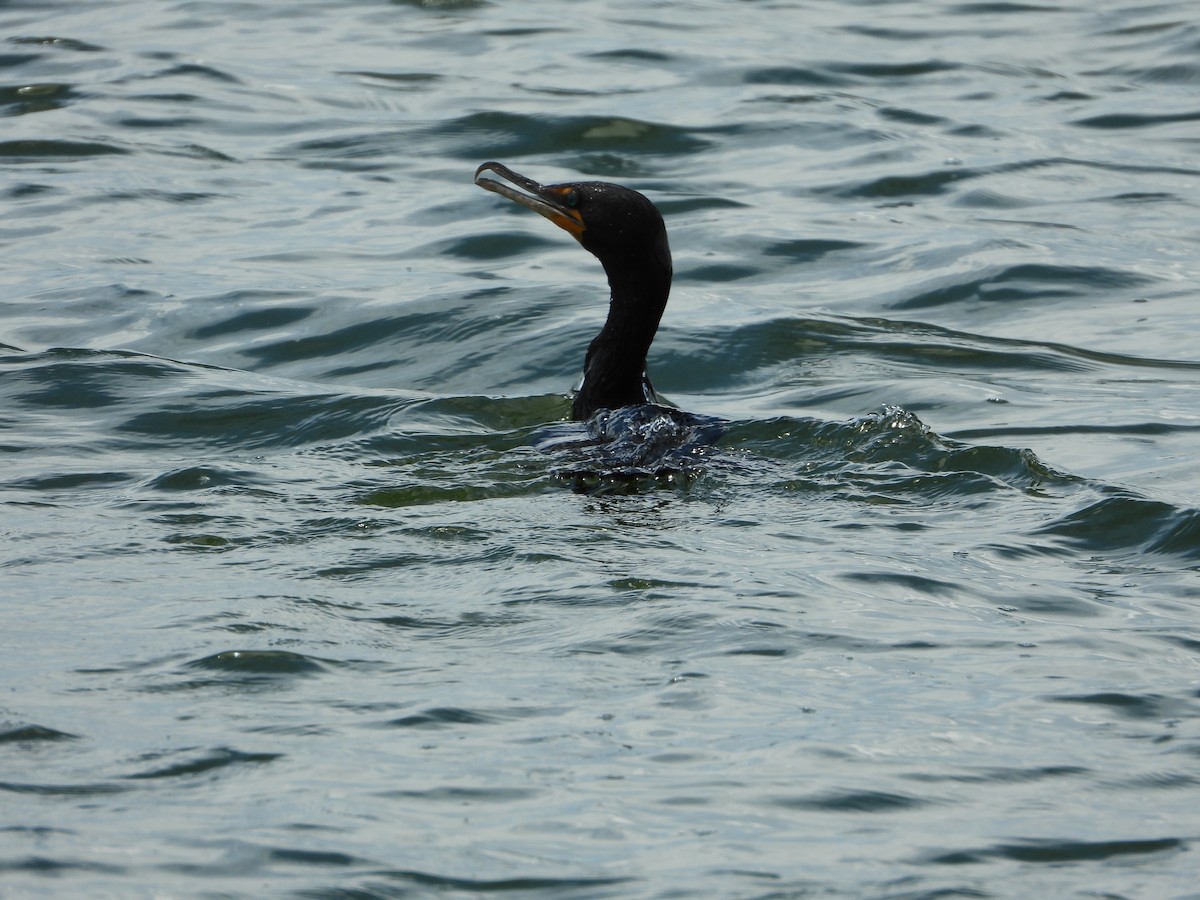 Cormoran à aigrettes - ML351024221