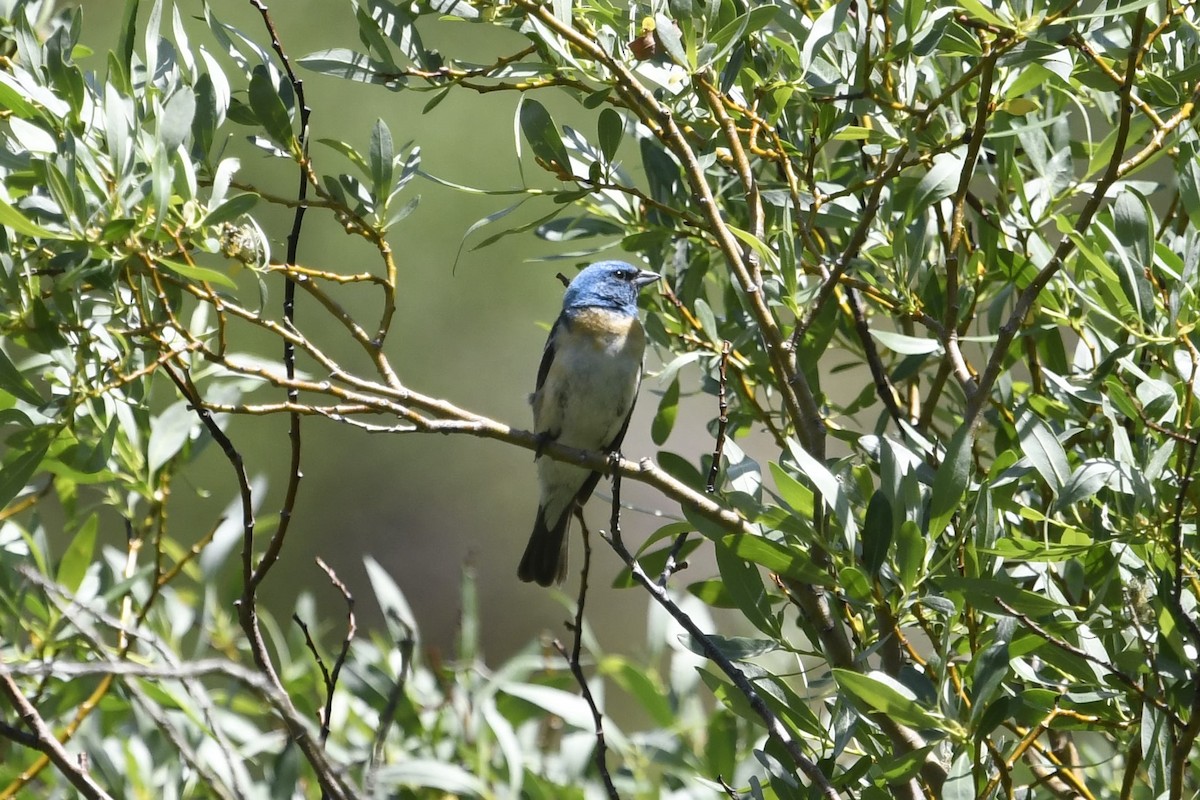 Lazuli Bunting - ML351024241