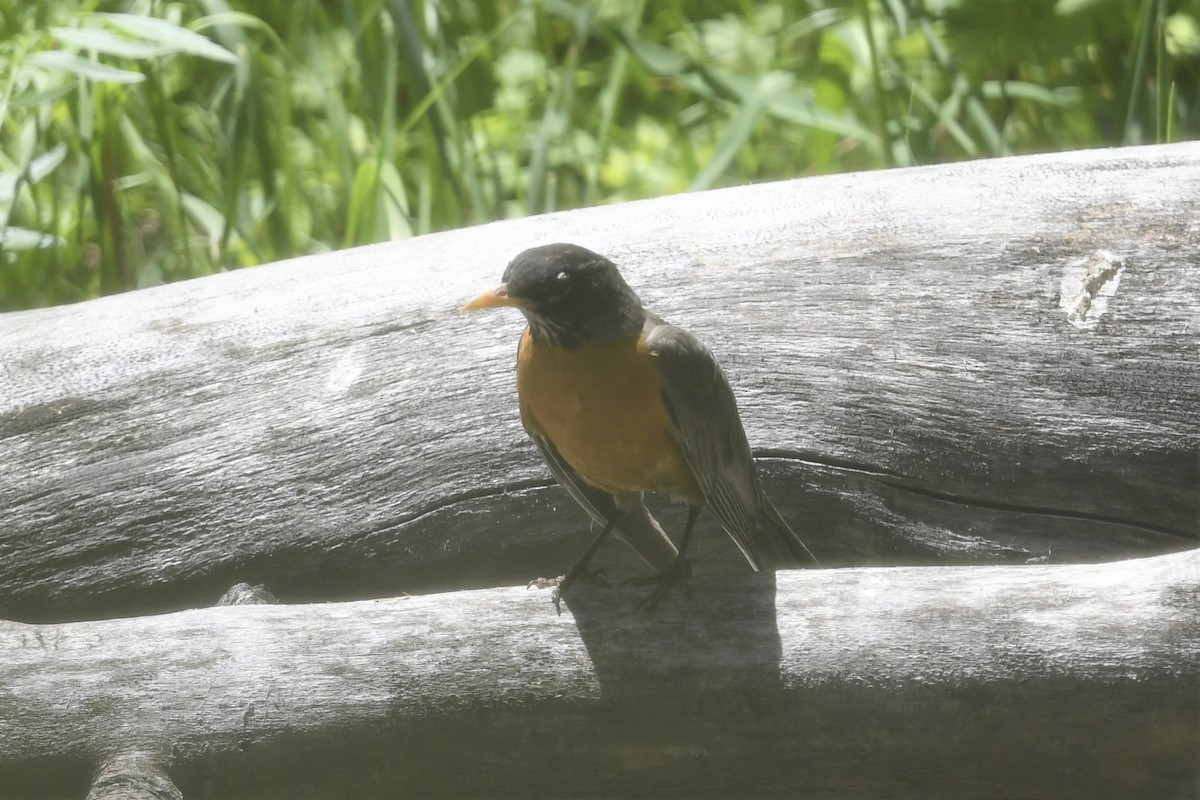 American Robin - ML351024351