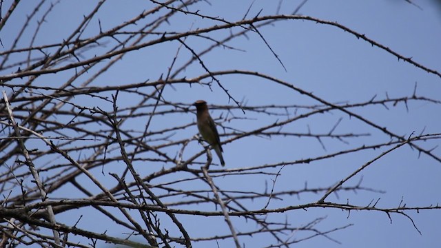 Cedar Waxwing - ML351024461