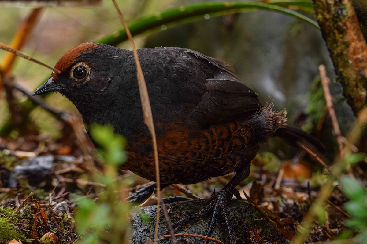 Black-throated Huet-huet - ML351025371