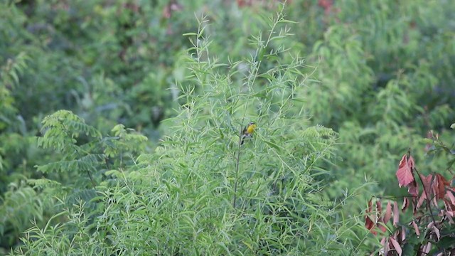 Yellow-breasted Chat - ML351026201