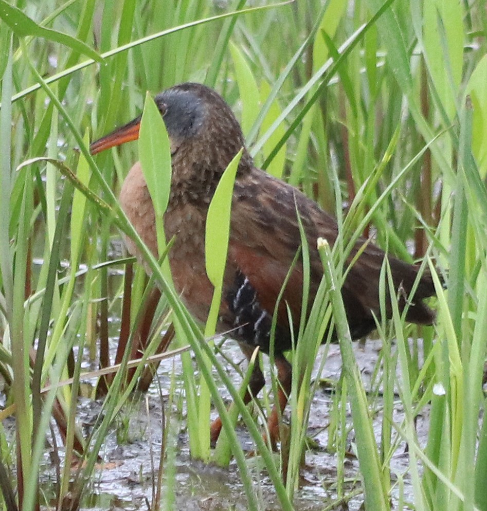 Virginia Rail - ML351026231