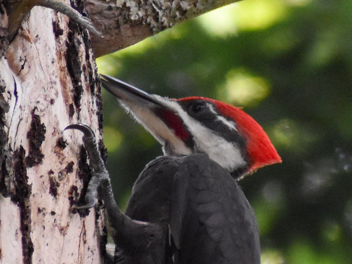 Pileated Woodpecker - ML351027771