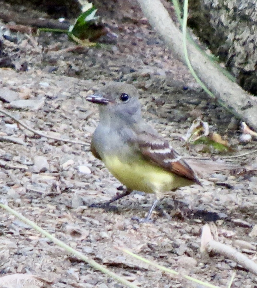Great Crested Flycatcher - ML351028121