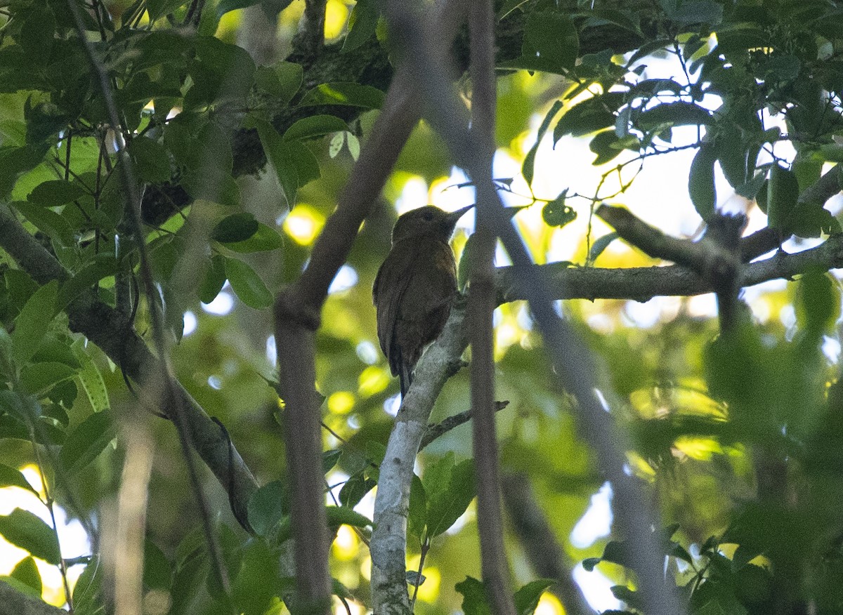 Smoky-brown Woodpecker - ML351028491