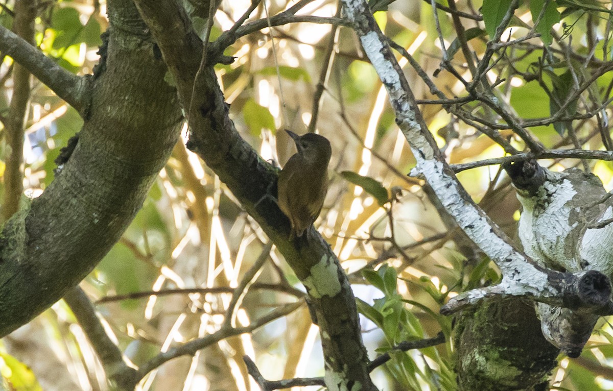 Smoky-brown Woodpecker - Manlio Cuevas L.