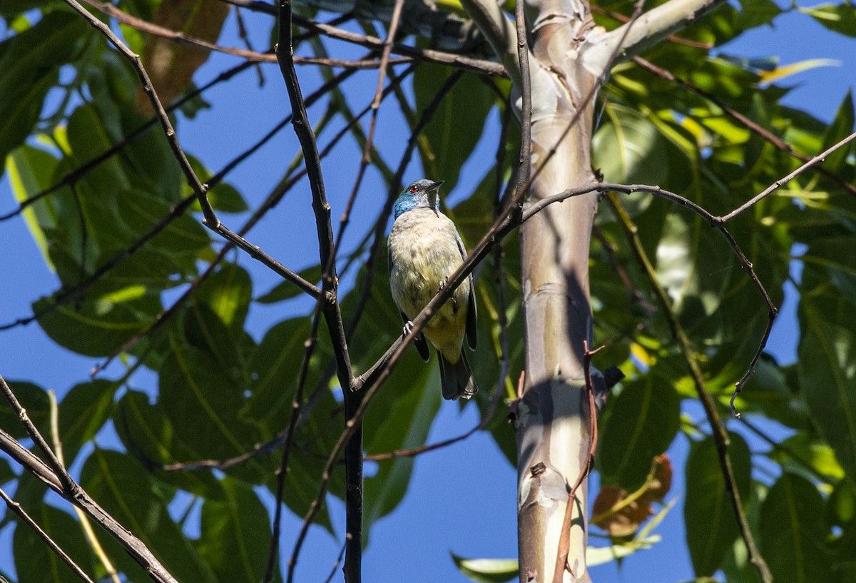 Scarlet-thighed Dacnis - ML351028551