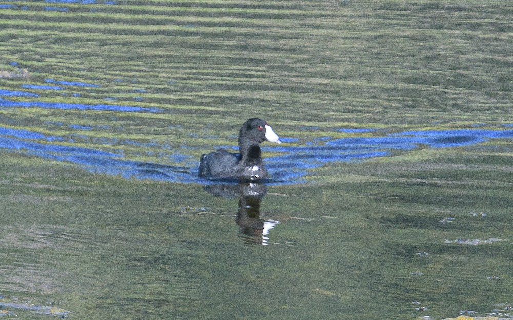 American Coot - ML351028601