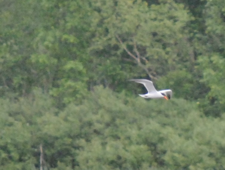 Caspian Tern - Denis Fournier