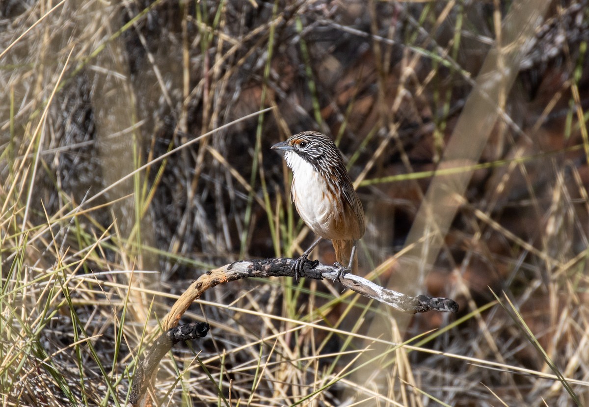Carpentarian Grasswren - ML351029701