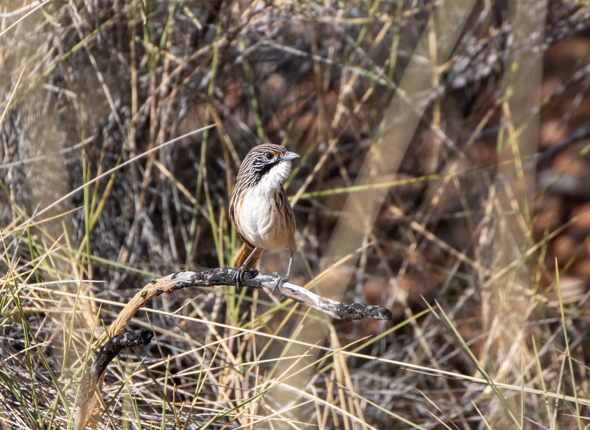 Carpentarian Grasswren - ML351029781