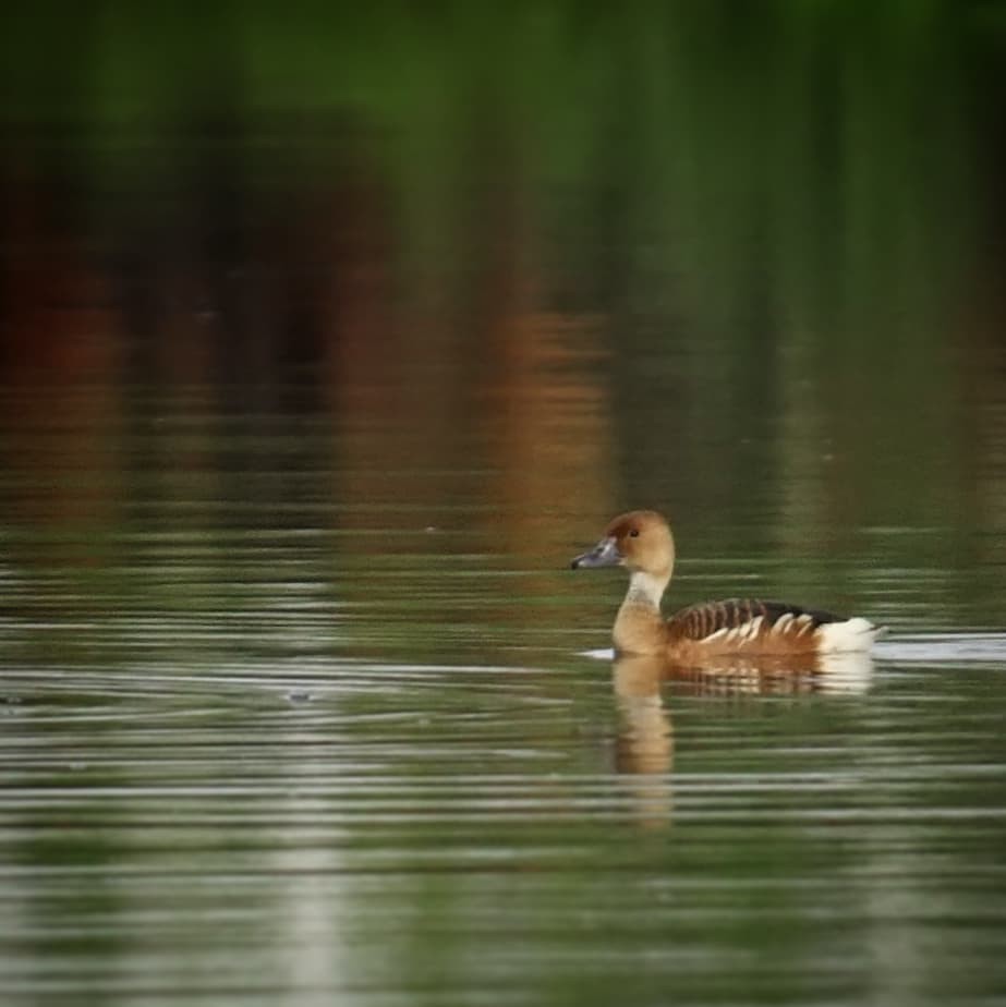 Fulvous Whistling-Duck - ML351031141